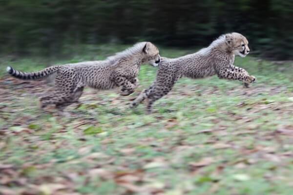 Find a cheetah at Emdoneni Cat Rehabilitation Centre